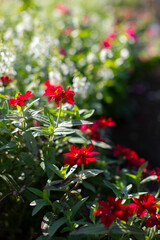 ヒャクニチソウ