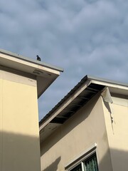 a photography of a bird sitting on the roof of a house.