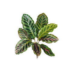 Fototapeta premium Calathea Foliage With Its Exotic Tropical, Isolated On Transparent Background, For Design And Printing