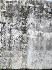 a photography of a concrete wall with a plant growing out of it.