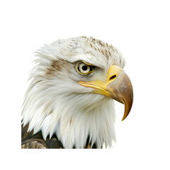 Eagle Head With A Sharp Beak , Isolated On Transparent Background, For Design And Printing