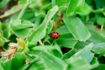 Close-up of red ladybug on green leaf