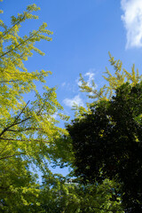 青空と新緑