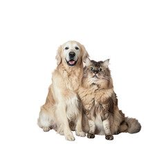 Obraz premium Feel The Camaraderie Between A Dog And Cat, Isolated On Transparent Background, For Design And Printing