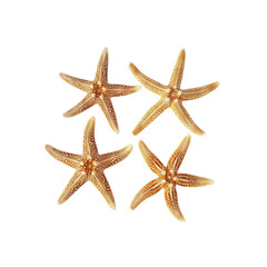 Four Starfish Arranged Against, Isolated On Transparent Background, For Design And Printing