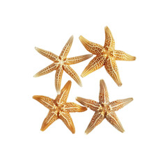 Four Starfish Arranged Against, Isolated On Transparent Background, For Design And Printing