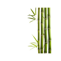 Obraz premium Green Bamboo , Isolated On Transparent Background, For Design And Printing