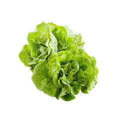 Green Butter Lettuce Offers Crispness, Isolated On Transparent Background, For Design And Printing
