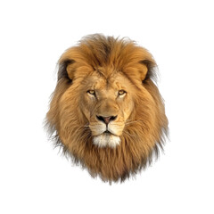 Fototapeta premium Lion Head With A Majestic Mane , Isolated On Transparent Background, For Design And Printing