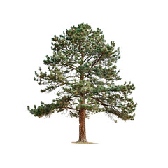 A Green Tree, Isolated On Transparent Background, For Design And Printing