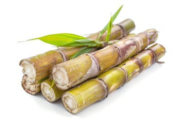 Fototapeta premium Sugar cane on white backdrop