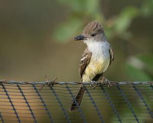 Myiarchus tyrannulus