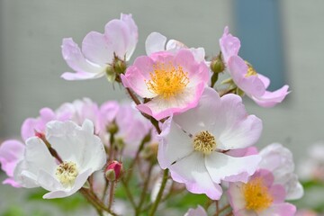 Obraz premium The rose flowers in a rose garden. It is said that there are 20,000 types of roses all over the world, and they are very popular for their beautiful appearance and scent.