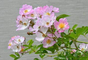 The rose flowers in a rose garden. It is said that there are 20,000 types of roses all over the world, and they are very popular for their beautiful appearance and scent.