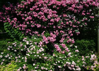 The rose flowers in a rose garden. It is said that there are 20,000 types of roses all over the world, and they are very popular for their beautiful appearance and scent.