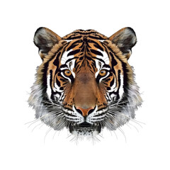 Tiger Head With Piercing Eyes , Isolated On Transparent Background, For Design And Printing