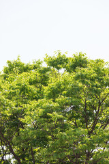 It is a large zelkova tree. warm sunlight - Sawleaf zelkova, Zelkova serrata