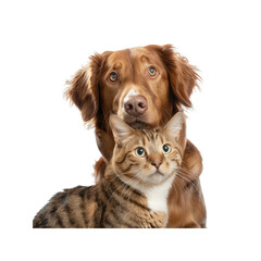 Witness The Heartwarming Friendship Between Dog And Cat, Isolated On Transparent Background, For Design And Printing