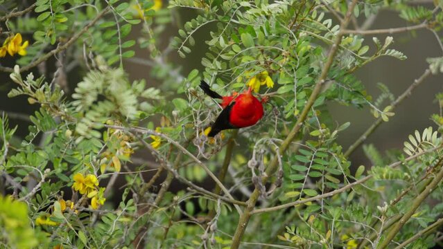 Hawaiian honeycreeper Drepanis coccinea feeds on yellow tree flowers. Telephoto	