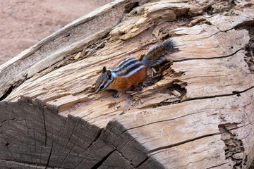 chipmunk on the wood