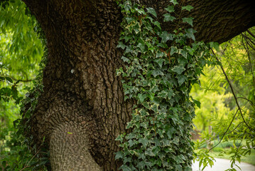 English vine growing on the truk of the cork oak, Quercus suber, in California