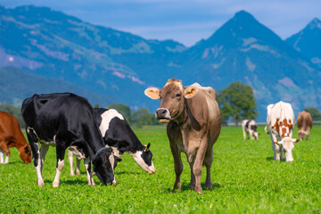 Cows are grazing on a summer day on a meadow in Switzerland. Cows grazing on farmland. Cattle pasture in a green field. Cows in a field on a eco Cattle farm. Organic milk from grass field cow. Swiss