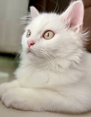 a photography of a white cat with blue eyes laying on a floor.