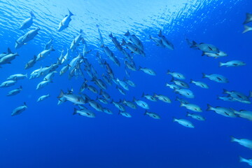 バラフエダイ Two-spot red snapper 
Lutjanus bohar