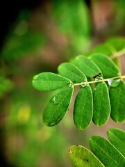 green leaves on a tree