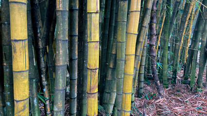 bambusa vulgaris or yellow bamboo, growing in tropical forest, in botanical garden
