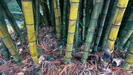 bambusa vulgaris or yellow bamboo, growing in tropical forest, in botanical garden