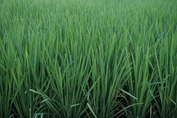 green rice field