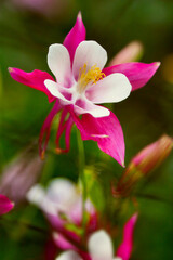 Red columbine (Aquilegia formosa). Canadian columbine or Aquilegia granny bonnet beautiful native wild flower of western Canada. Closeup vibrant pink & white color Aquilegia. Columbine in green garden