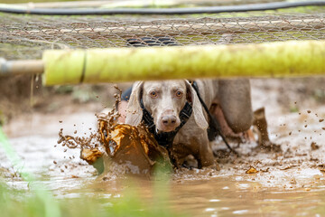 Weimaraner dog splashing in the muddy water