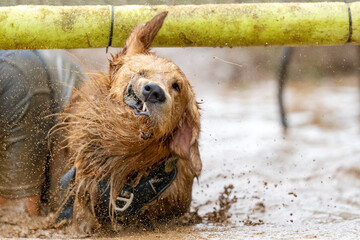 Golden Retriever dog shaking off muddy water