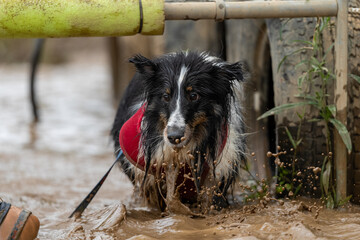 Shetland Sheep Dog splashing in muddy water