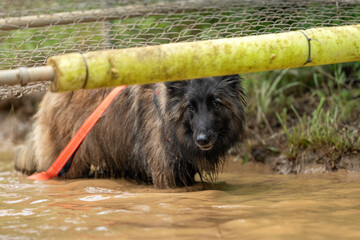 Belgian Tervuren dog standing in muddy water
