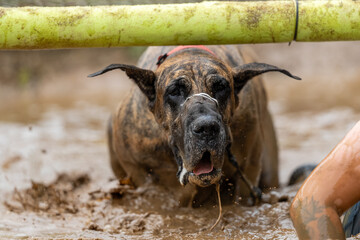 Great Dane dog crawling through muddy water
