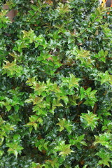 Holly shrub, close-up