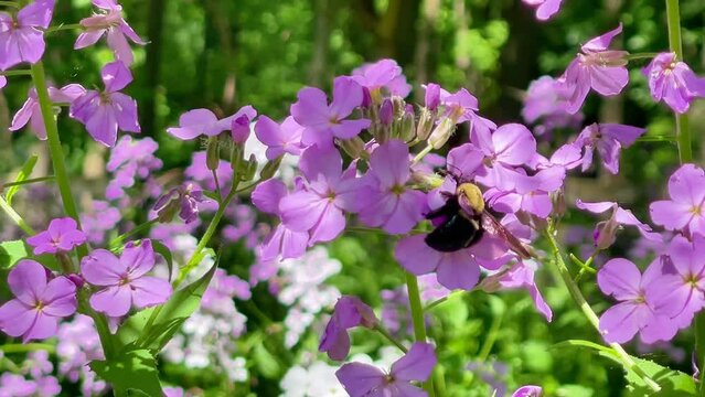 A bumble bee is landing on beautiful purple spring flowers outside for a nectar pollinating concept about insects.