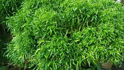 Ornamental plants Euodia Ridleyi Yellow Broccoli Golden False Aralia ornamental plants thrive in tropical gardens