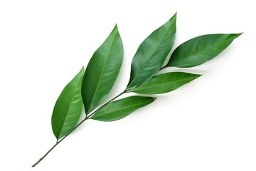 Fototapeta premium ZZ Plant Leaf