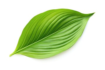 Hosta Leaf