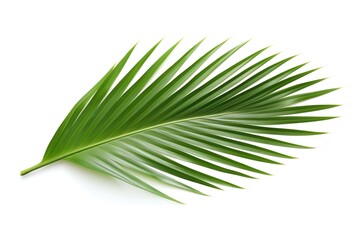 Palm Leaf