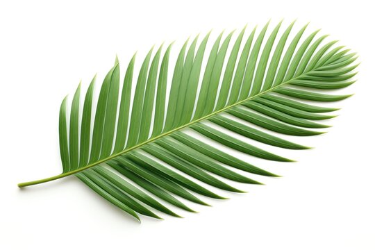 Cycas Leaf