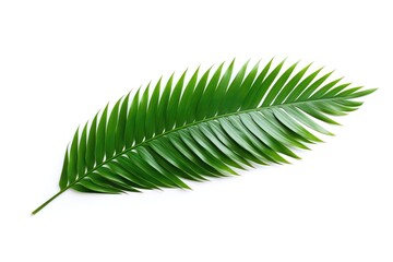Fototapeta premium Palm Leaf