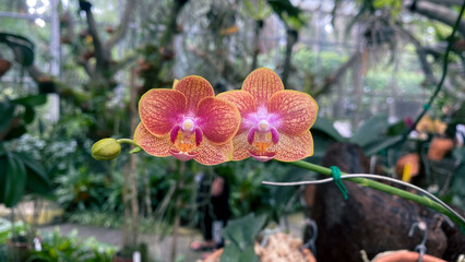 Pink and peach Phalaenopsis or Moth dendrobium Orchid flower in winter or spring day at tropical or...