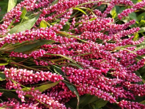 Persicaria hydropiper (Polygonum hydropiper) smartweed, water-pepper, water pepper, marshpepper knotweed, plant leaf. Pink wild herb smartweed flower, leaf knotweed nutural medicine pattern background