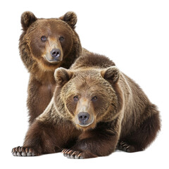 Fototapeta premium brown bear isolated