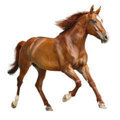 Obraz premium horse isolated on white background